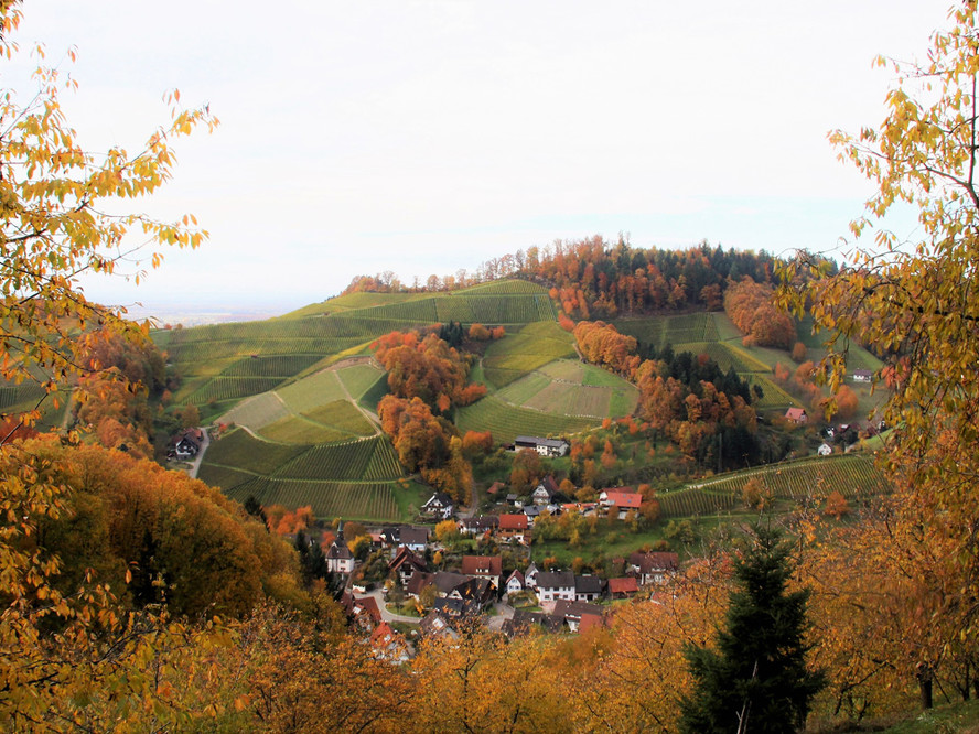 Reben und Wald im Herbst