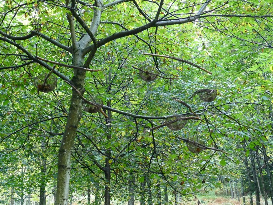 Gleichgewicht in der Natur